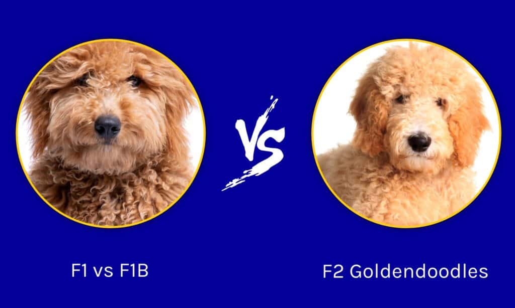 F1 vs F1B vs F2 Goldendoodles