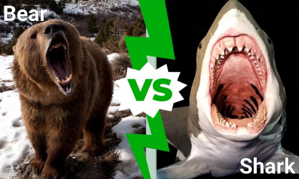 Bear  vs Shark