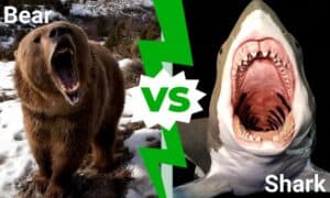 Grizzly Bear vs. Great White Shark: Which Encounter Is More Dangerous? Picture