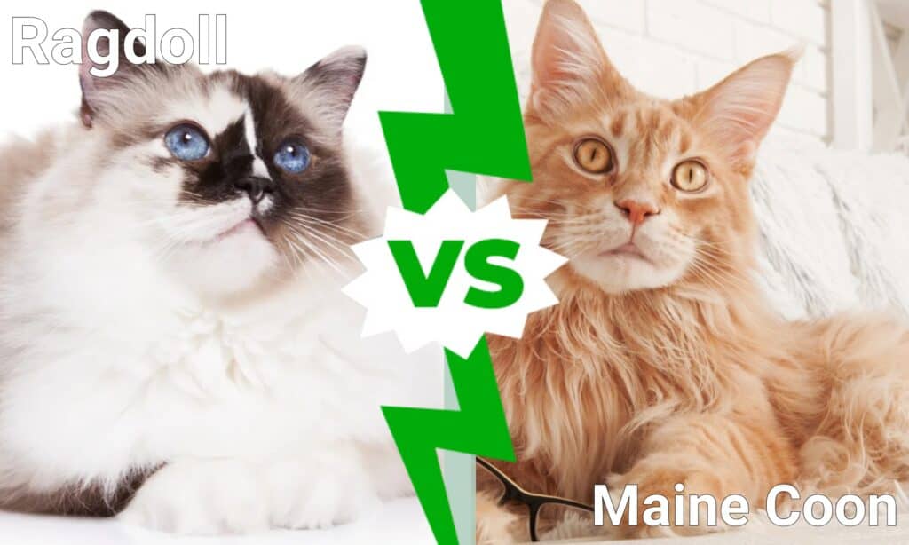 ▷ Harnais Grand Chat - Maine Coon, Norvégien, Ragdoll - [Guide & Avis ]