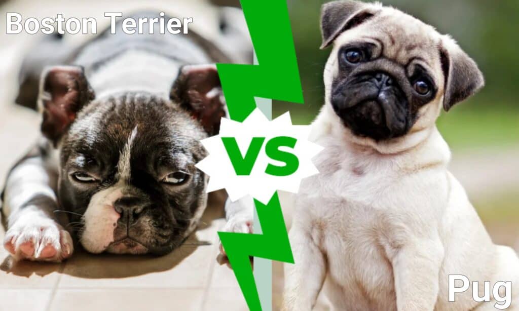 boston terrier vs pug