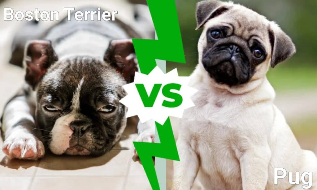 boston terriers vs pugs what is the difference