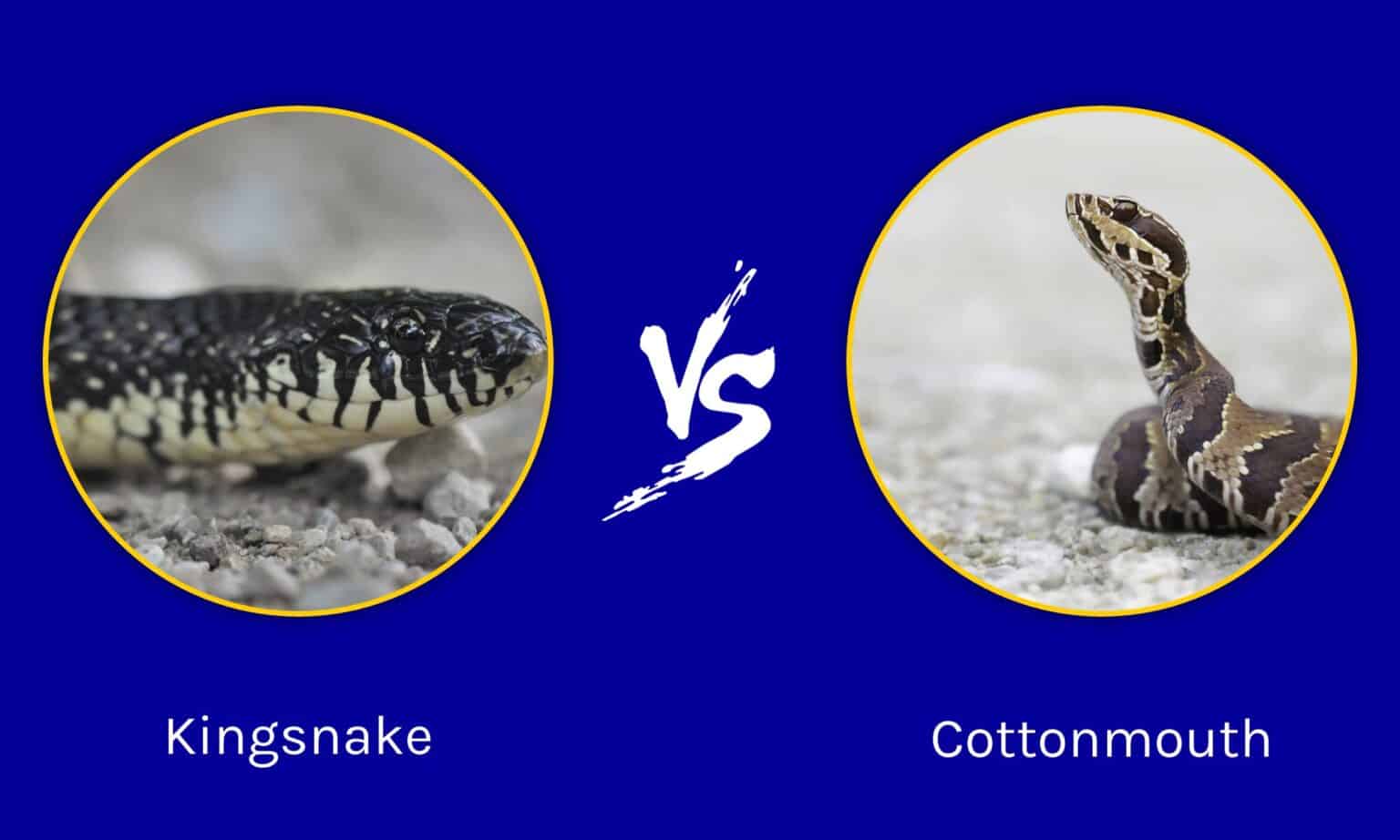 Kingsnake Vs Cottonmouth: What Are The Differences & Which Is More 