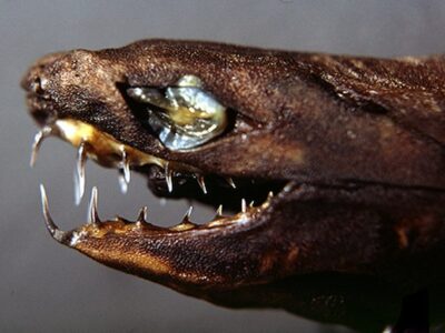 A Viper Shark (dogfish)