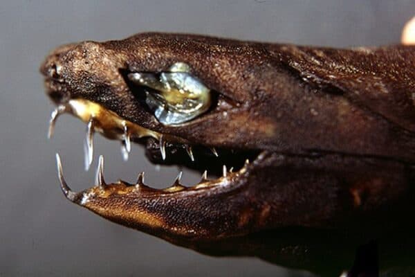 Viper Shark (dogfish) Fish Facts Trigonognathus kabeyai AZ Animals