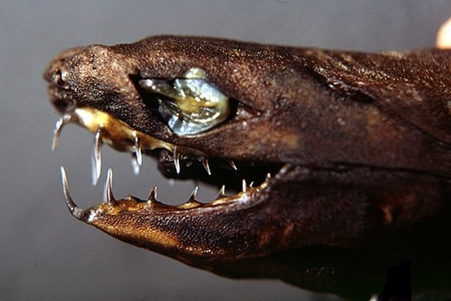 Headshot of a viper dogfish (Trigonognathus kabeyai)