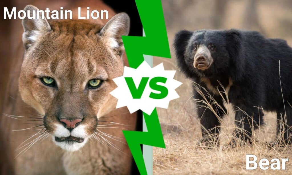 Grizzly Bear Vs Lion