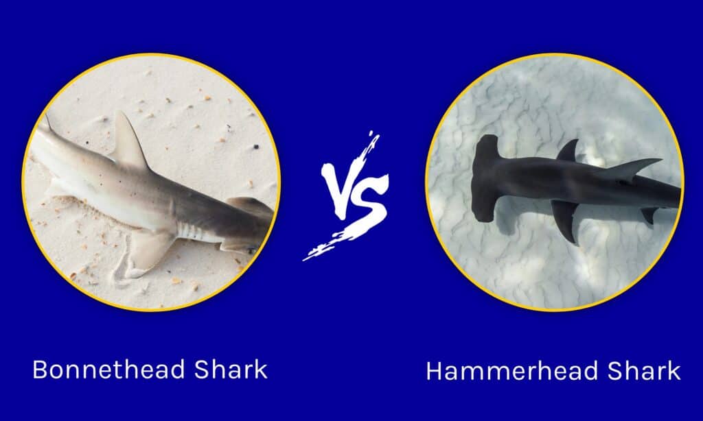 great hammerhead shark vs great white shark