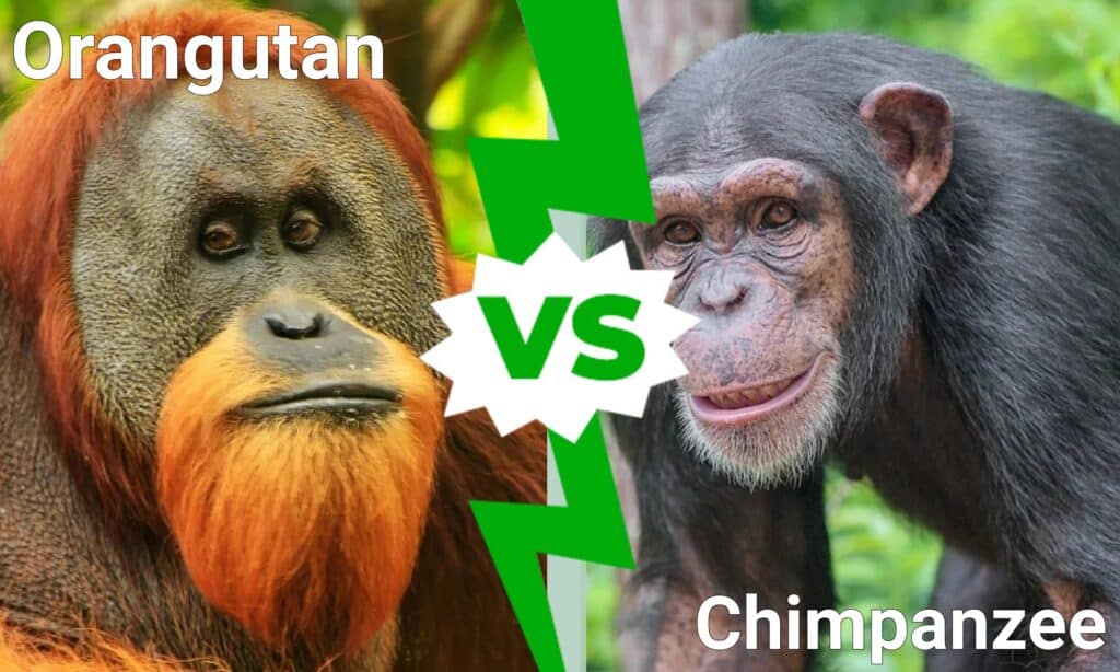 Orangutan vs Chimpanzee: What are the Differences? - IMP WORLD