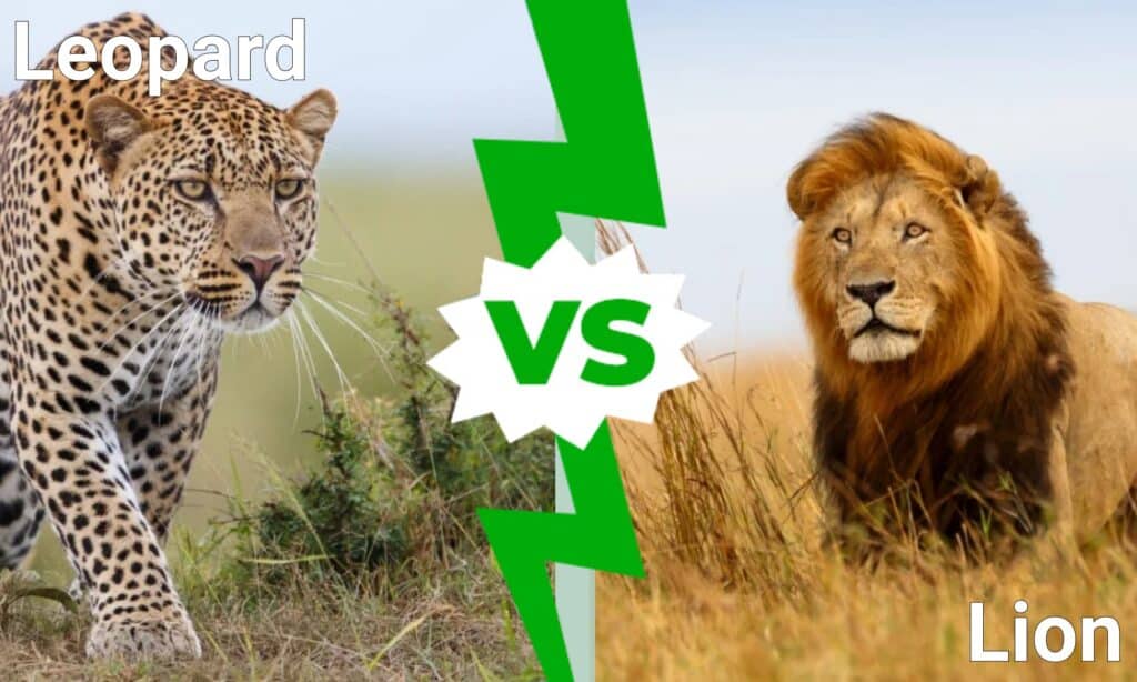leopard vs lion who wins