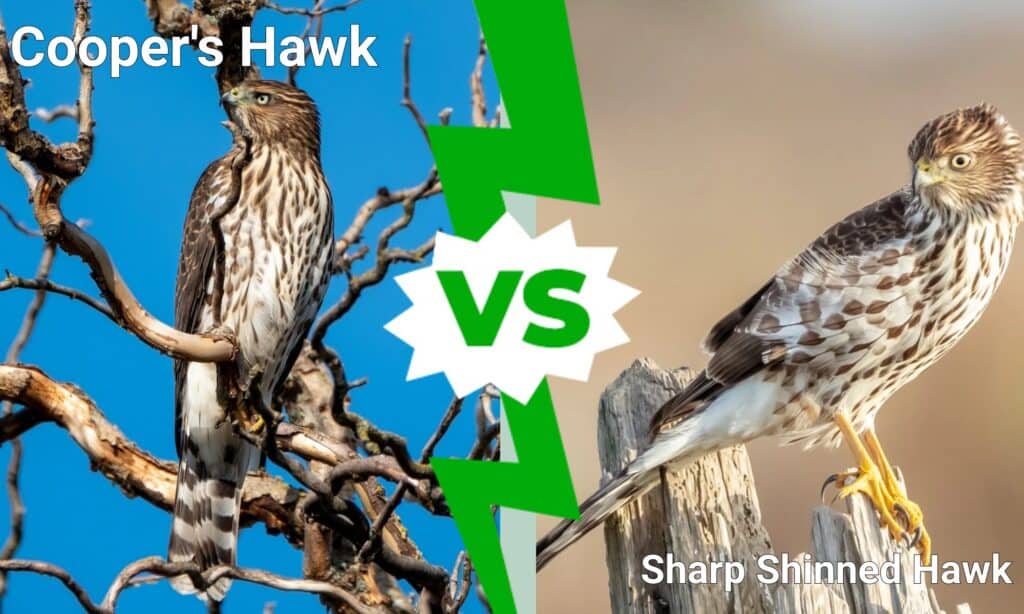 cooper's hawk vs sharp shinned hawk