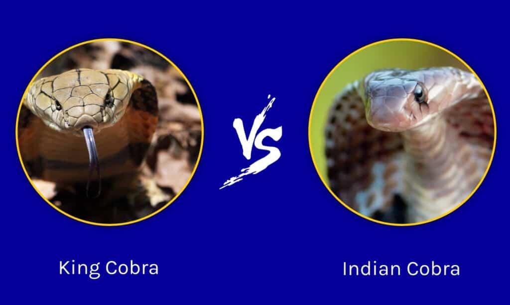 Indian Cobra Vs King Cobra