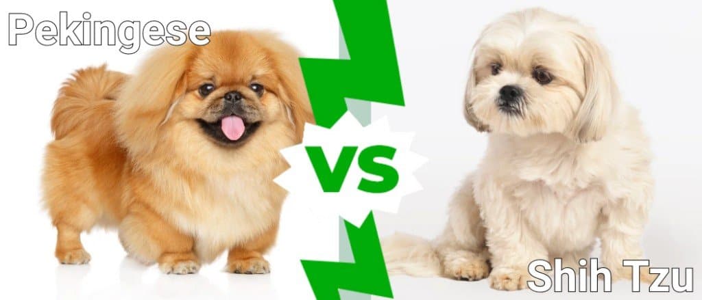 are pekingese noisy