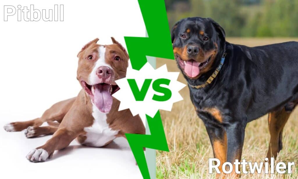 are rottweilers pitbulls