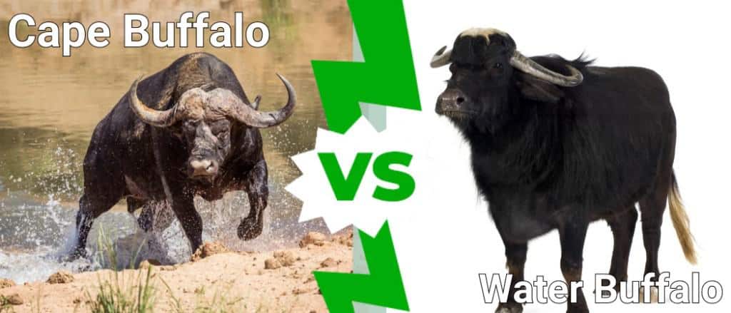 Cape Buffalo vs Water Buffalo: What Are the Differences? - A-Z Animals