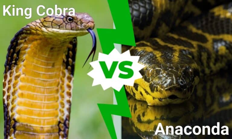 King Cobra vs Anaconda