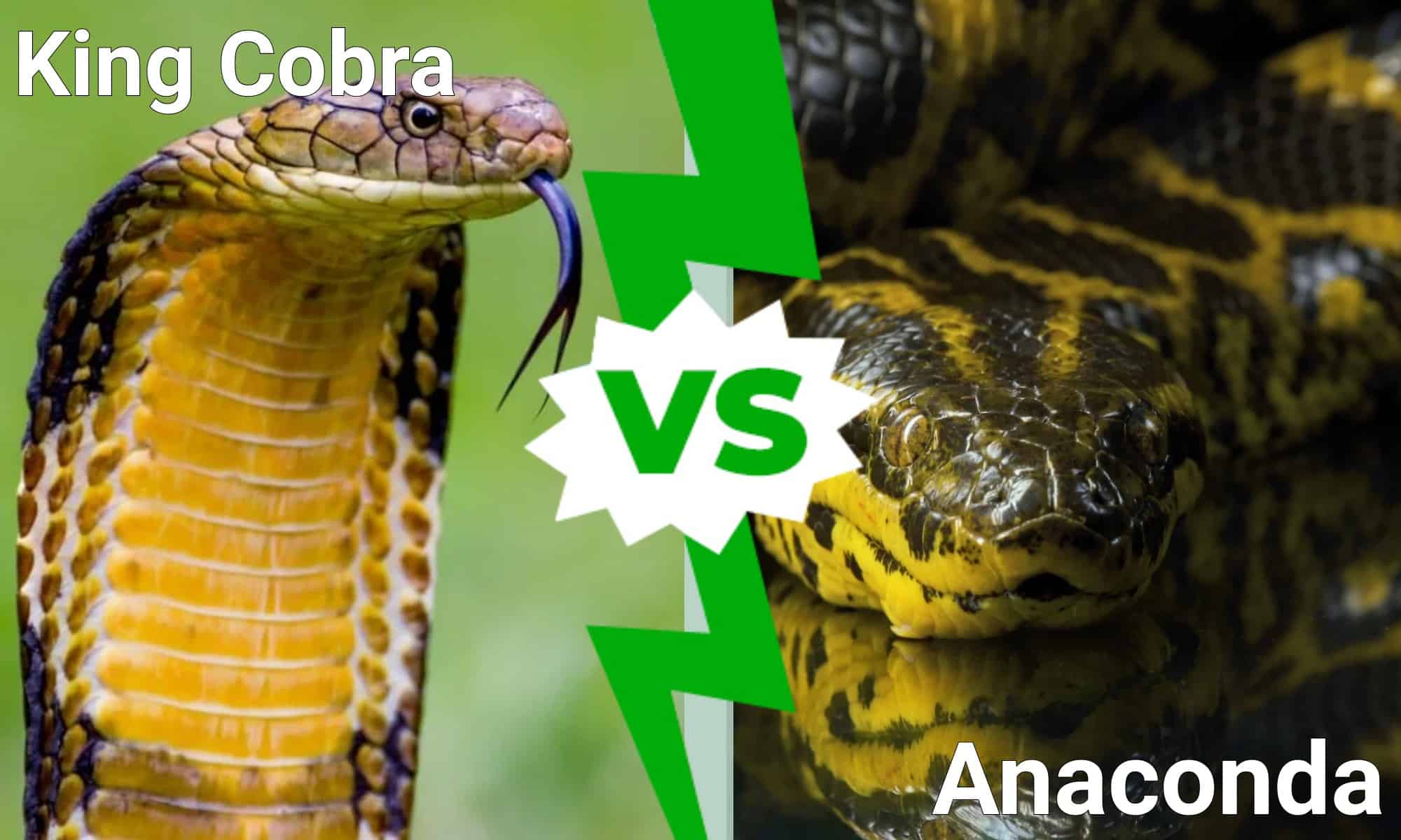 Anaconda versus king cobra