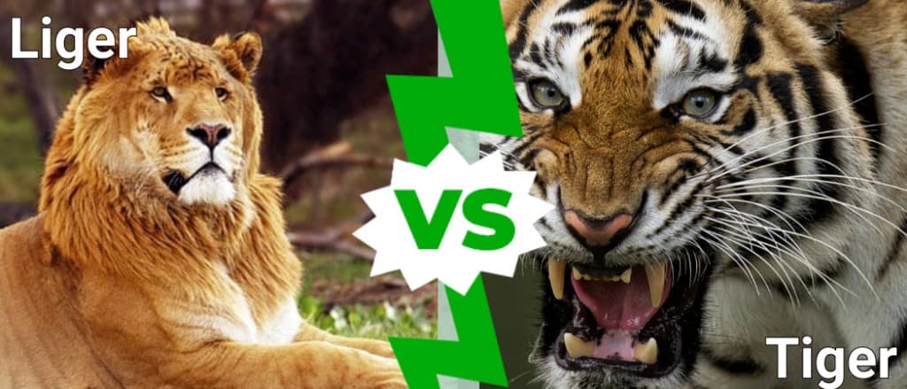 Liger vs Tiger: What are the Differences? - IMP WORLD