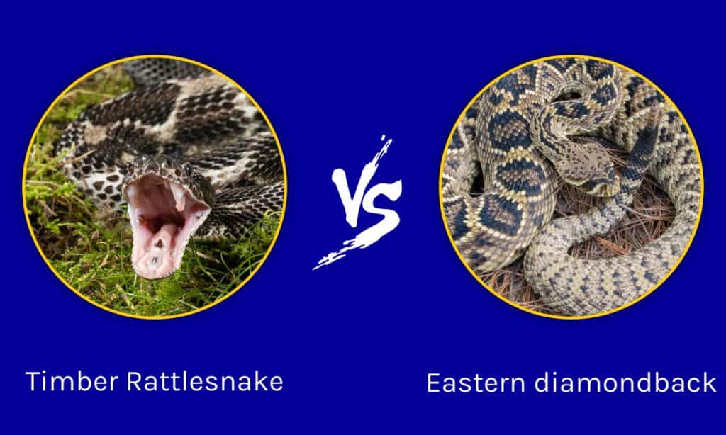 Rattlesnake Vs. Other Venomous Snakes: A Comparison Of Their ...