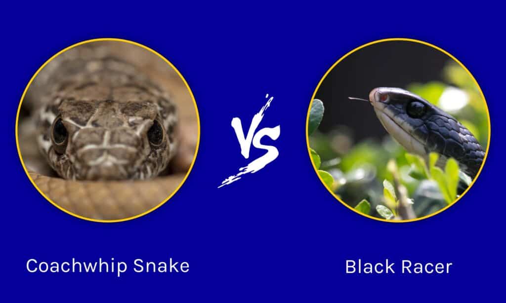 Coachwhip Snake Vs Black Racer