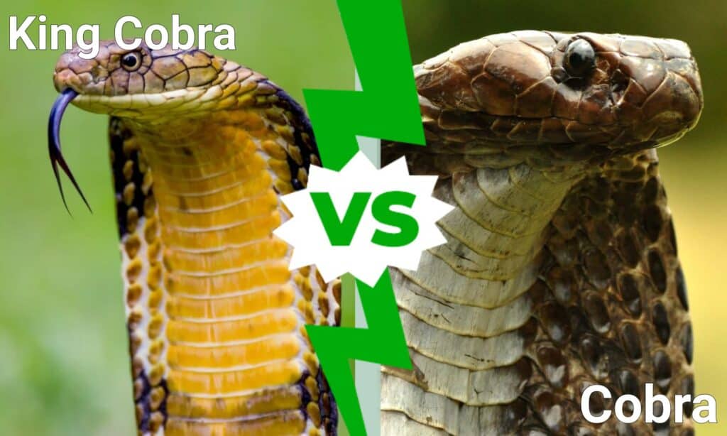 king cobra vs cobra