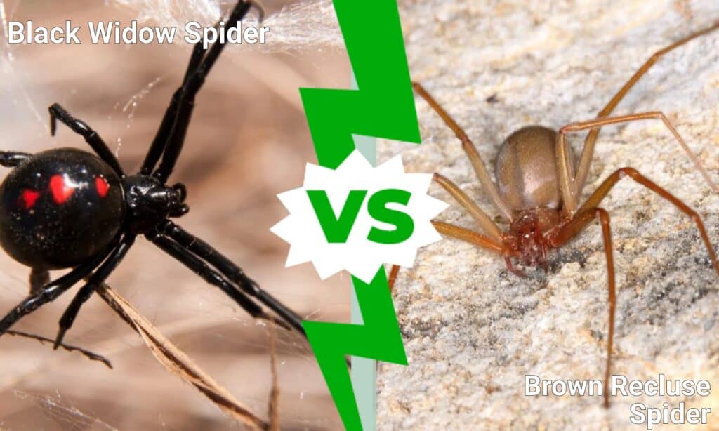 brown recluse vs black widow