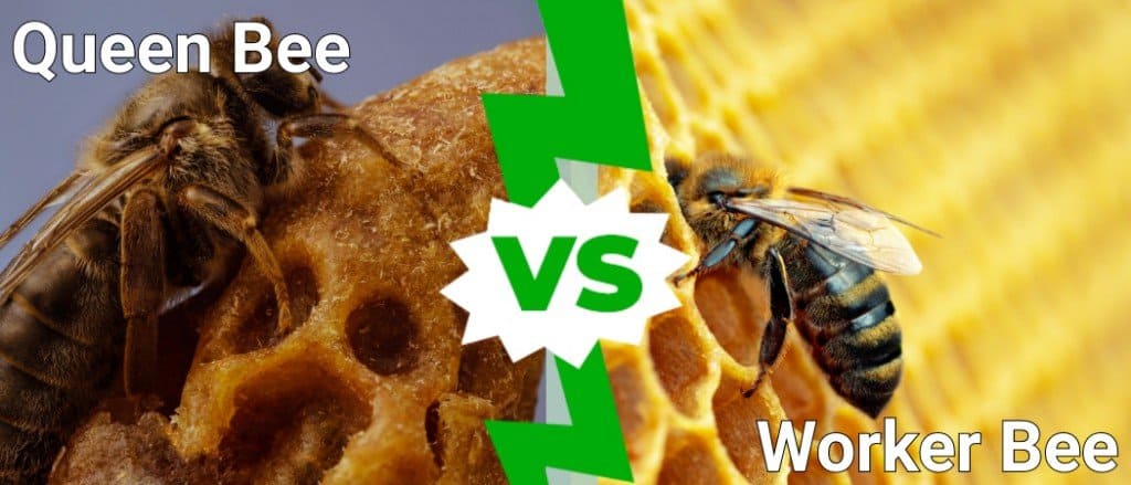 Queen Bee Vs Worker Bee What Are The Differences A Z Animals