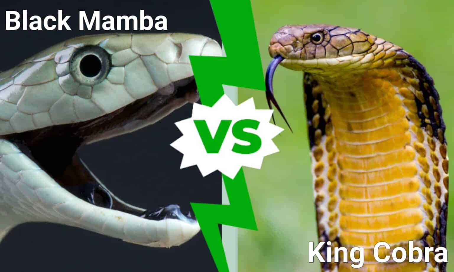 Black Mamba vs. King Cobra: What’s the Difference? - A-Z Animals