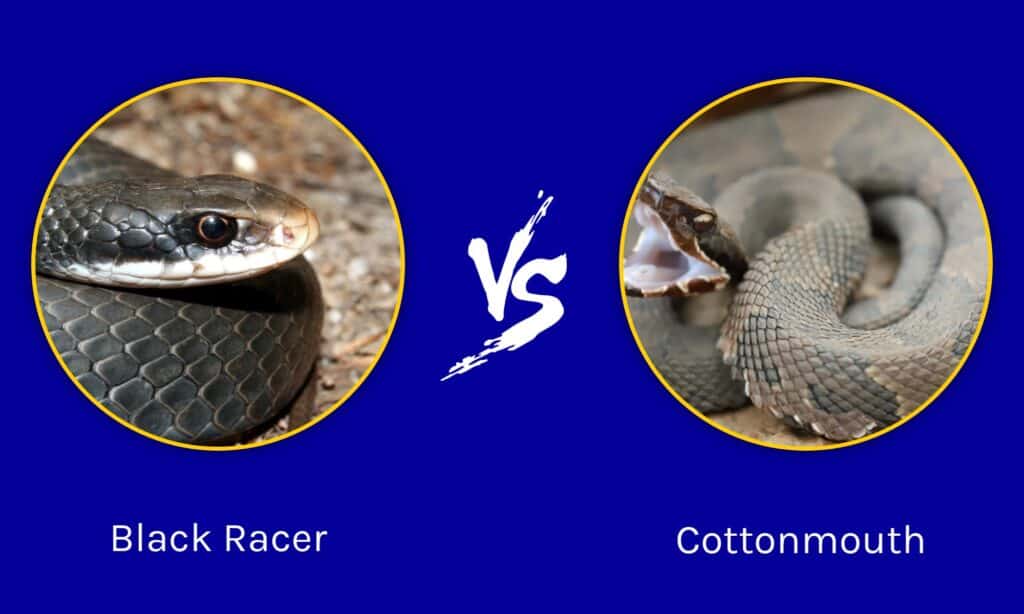 Black Racer Snake vs. Cottonmouth - A-Z Animals