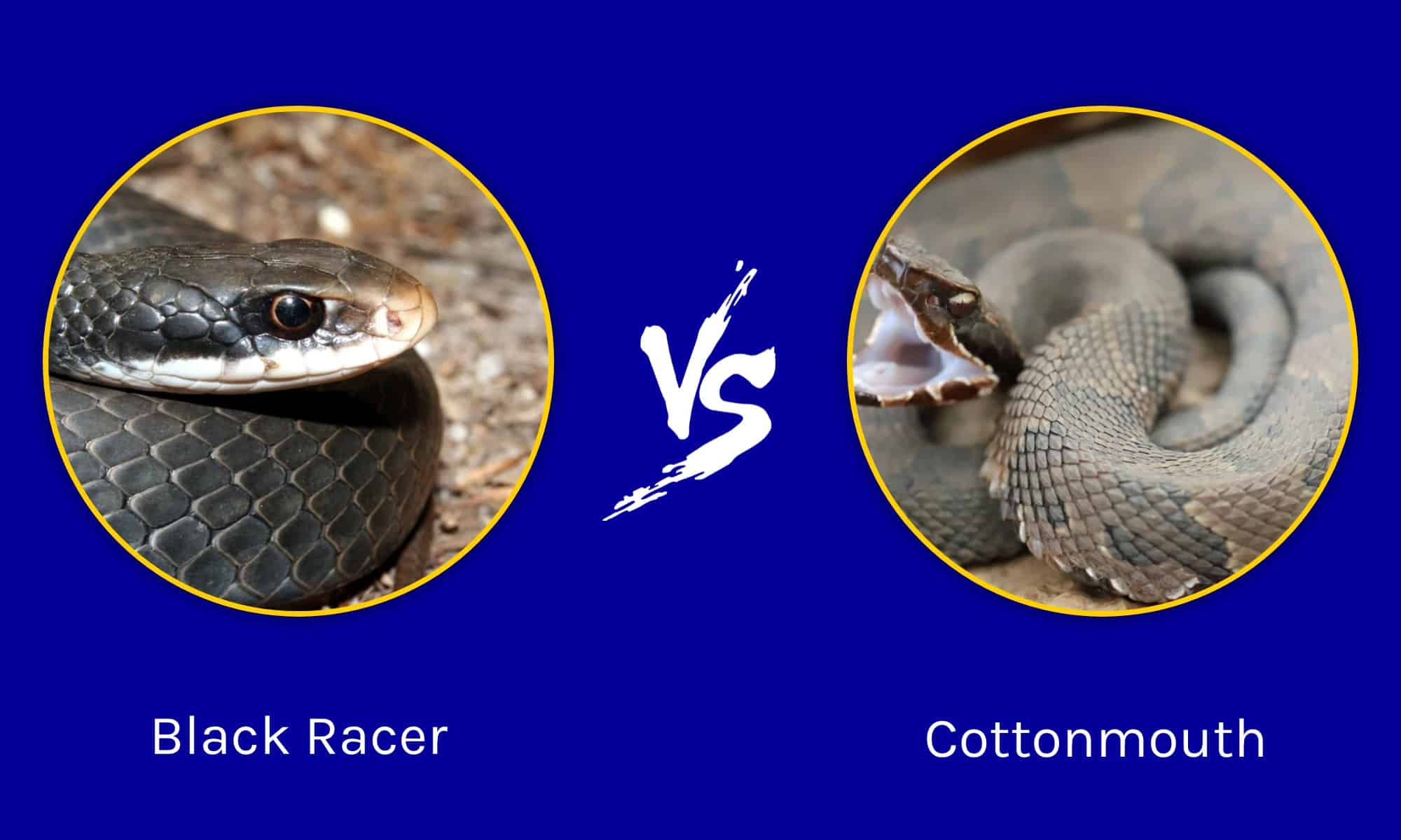 Black Racer Snake Vs Cottonmouth - AZ Animals