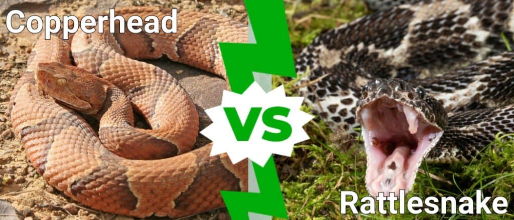 Are Copperhead Snakes Rattlesnakes?