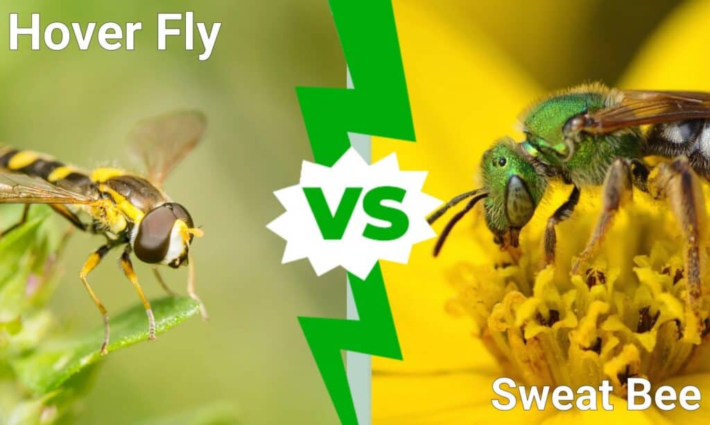 Hover Fly vs Sweat Bee: What are the Differences? - A-Z Animals