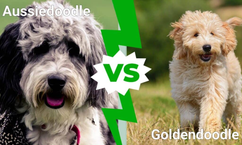 Aussiedoodle vs Goldendoodle