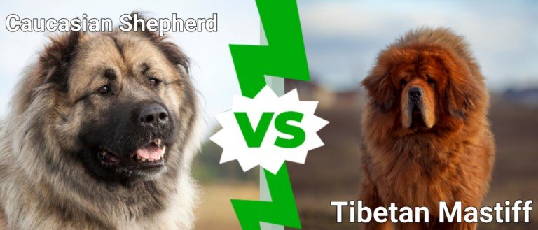 Caucasian Shepherd Vs Tibetan Mastiff: Are They Different? - A-Z Animals