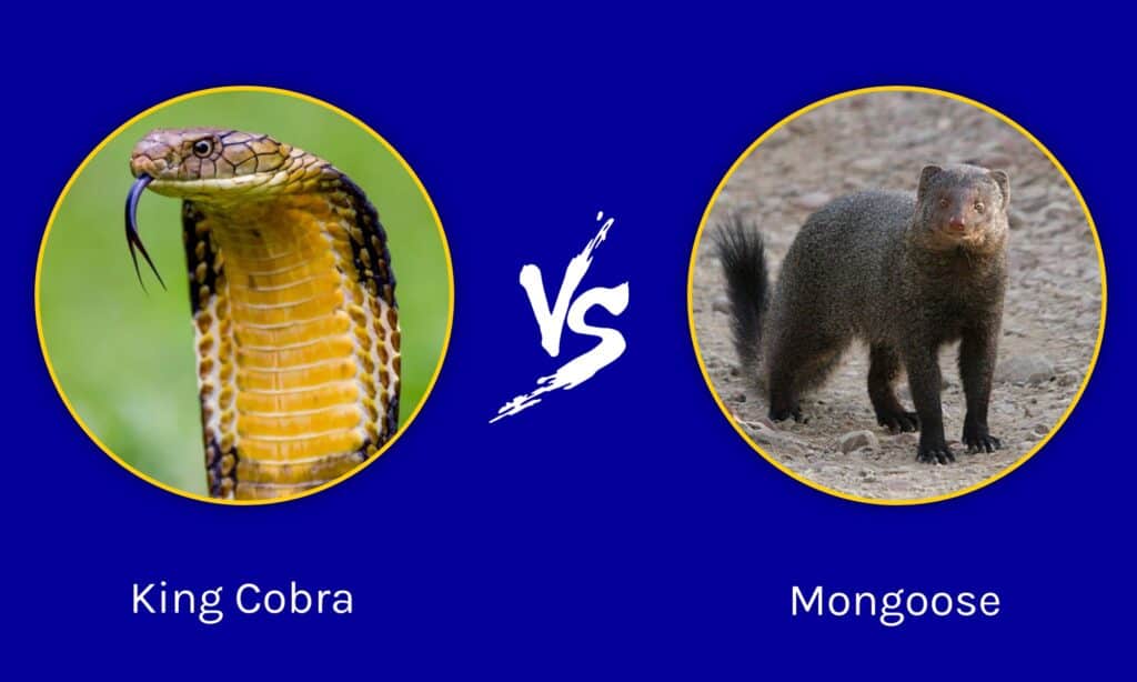 indian king cobra vs mongoose