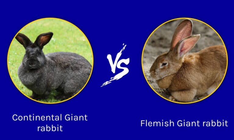 Wild Rabbit Size Flemish Giant Rabbit Size Comparison: How Big Do These Rabbits Get? - A ...