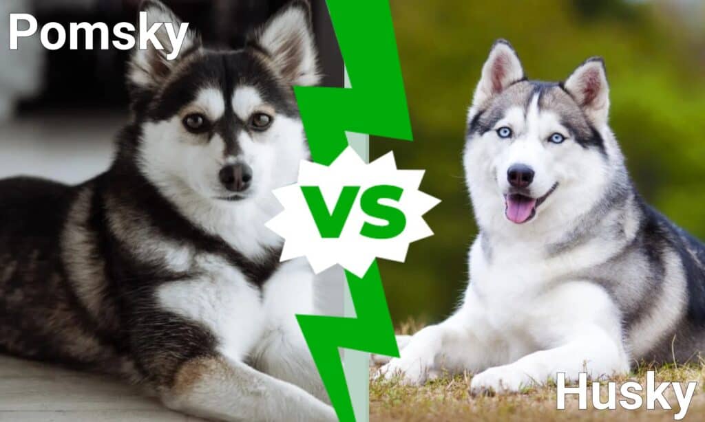 Pomsky vs Husky