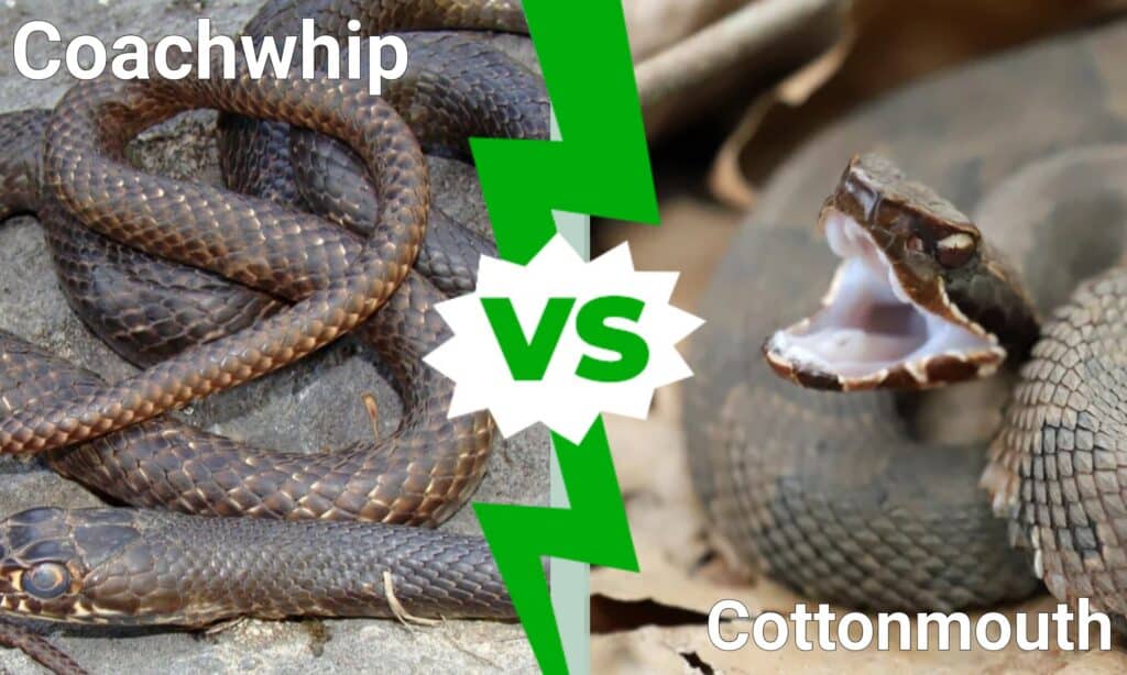 Coachwhip vs Cottonmouth