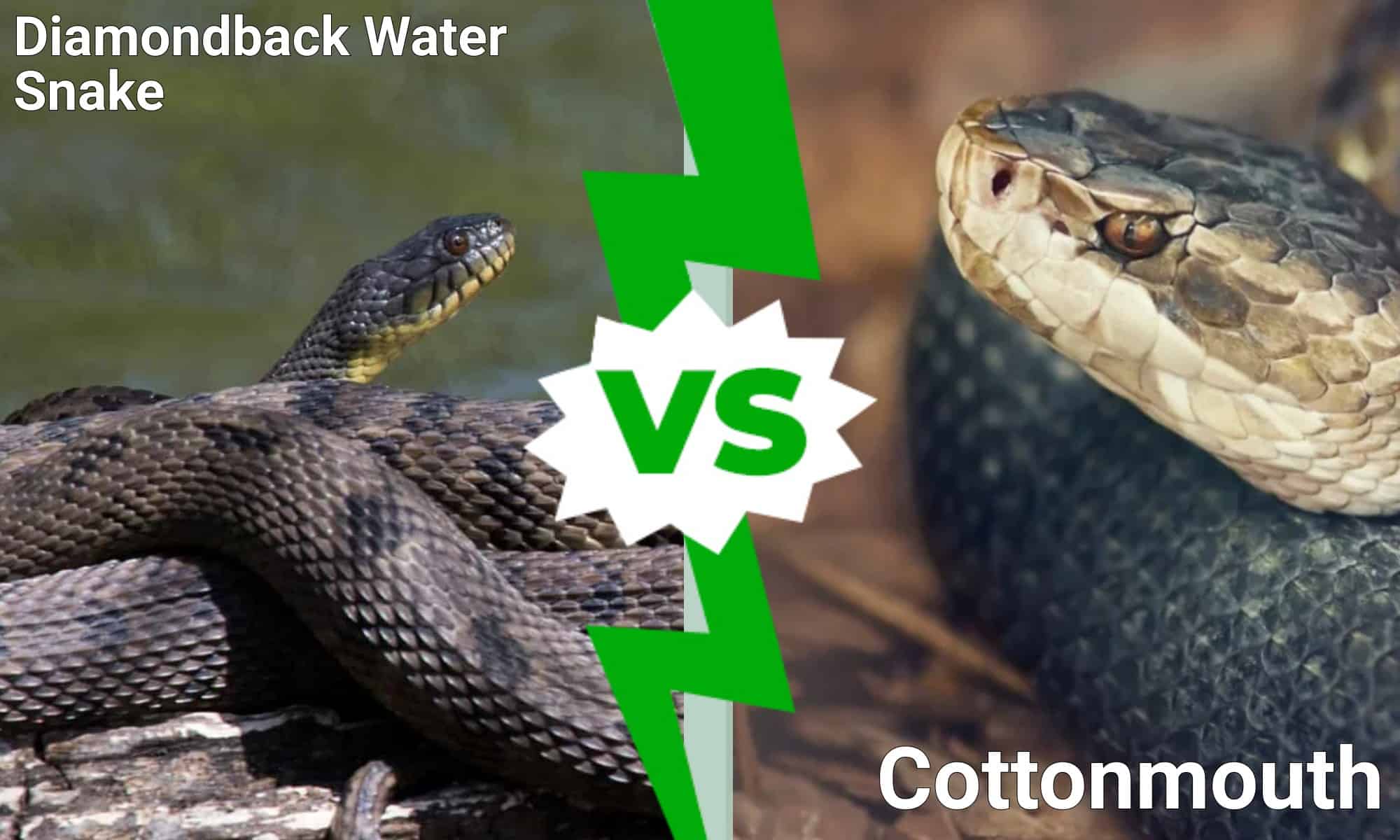 Diamondback Water Snake vs Cottonmouth What’s the Difference? AZ