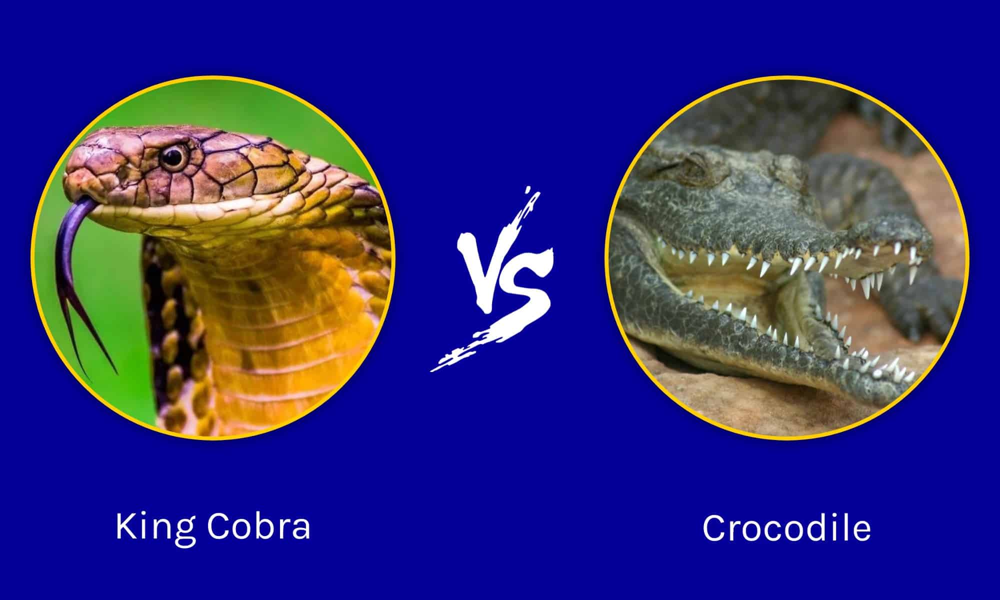 King Cobra Vs Crocodile: Who Would Win In A Fight? - A-Z Animals