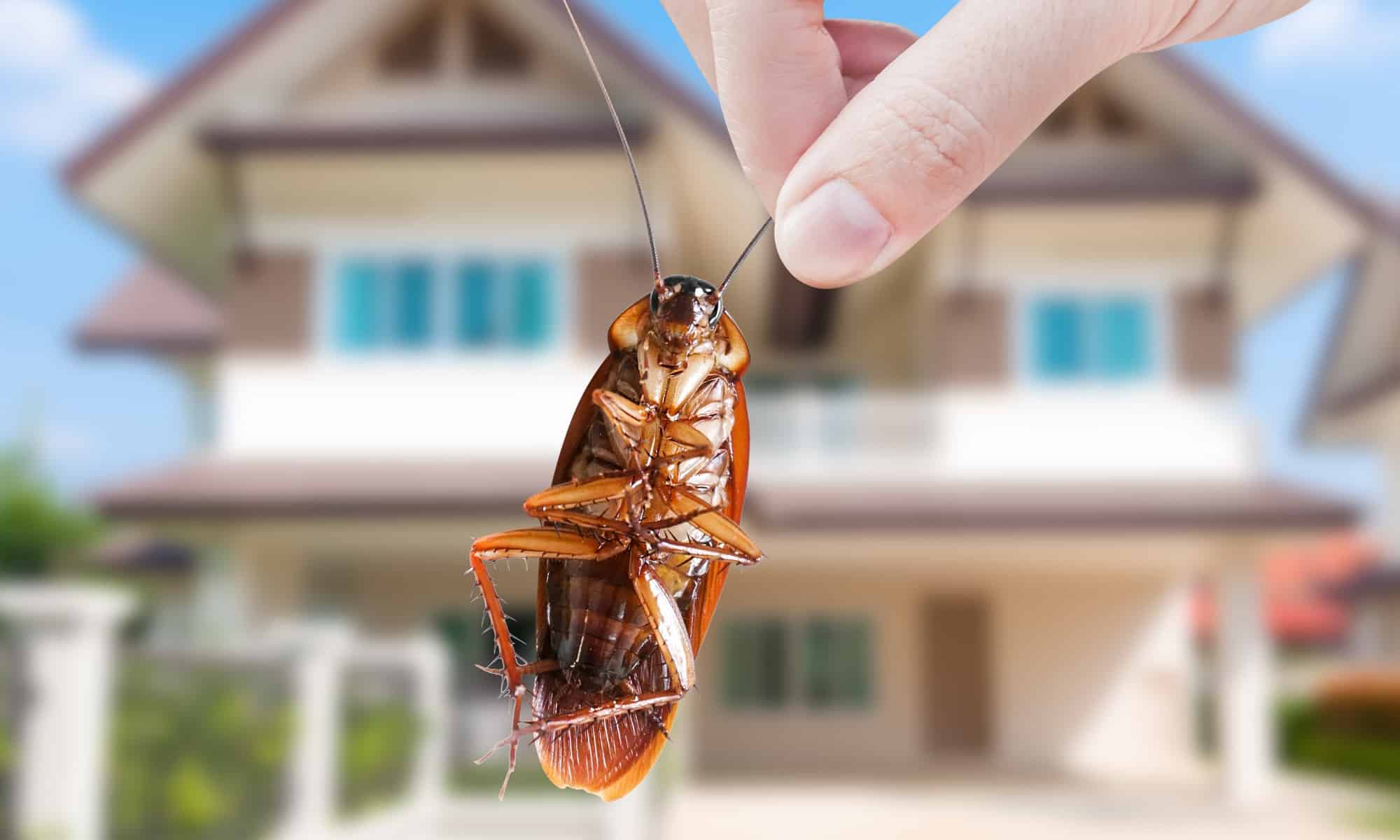 Advion cockroach gel bait