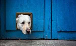 12 Reasons to Pass On a Smart Pet Door For Your Dog Picture