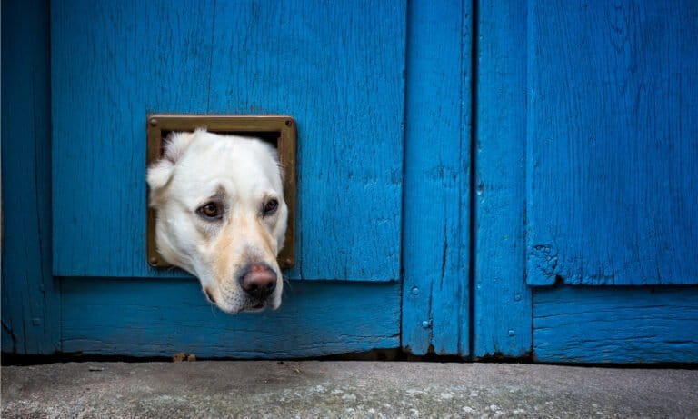 Automatic dog door