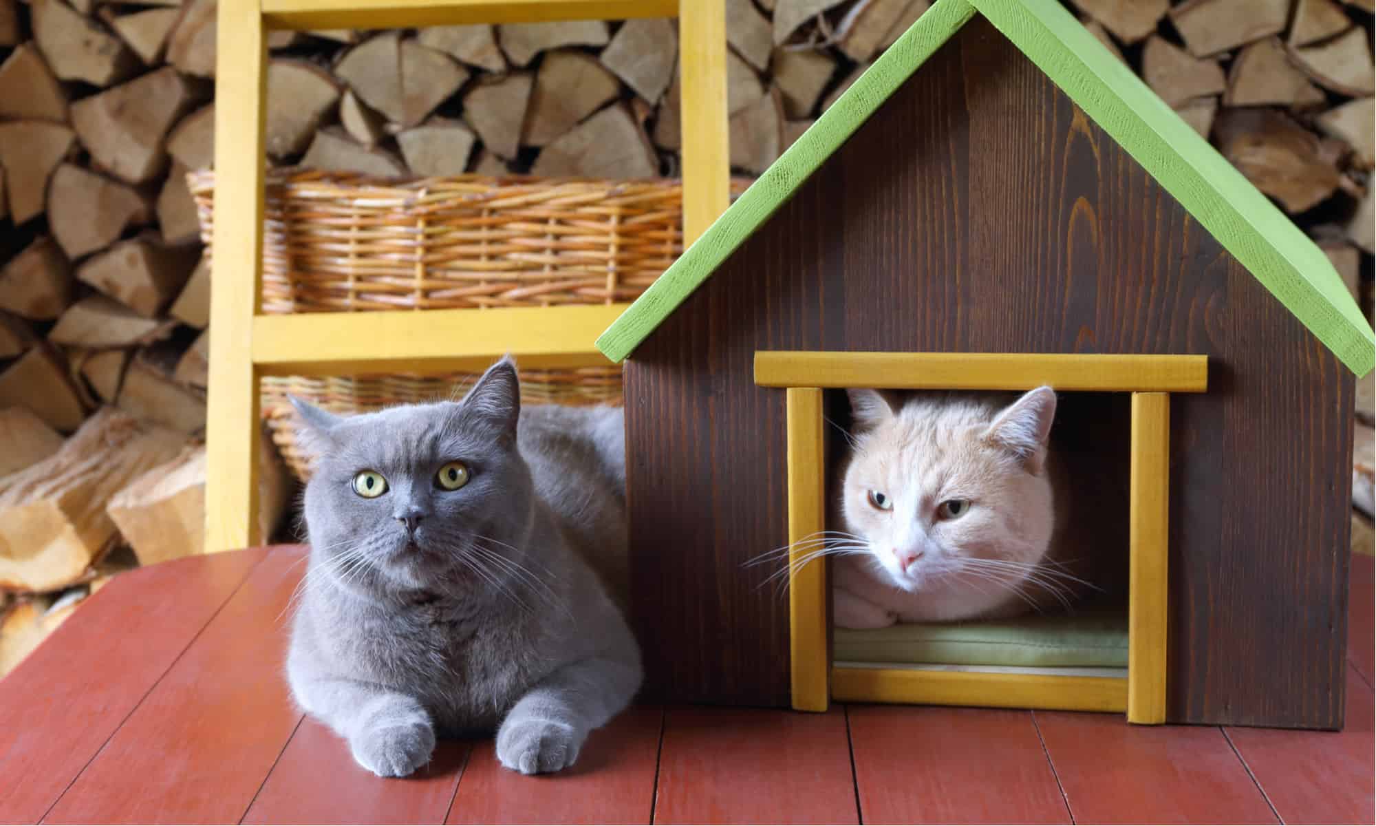 Best cat hut