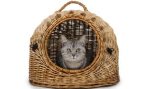 The Best Cat Houses Picture
