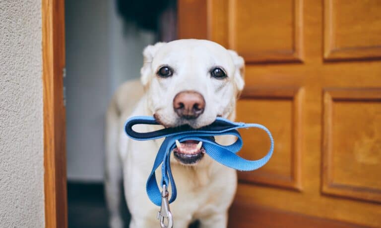 Big chains for dogs