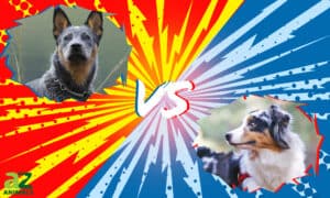 Blue Heeler vs Australian Shepherd: 8 Key Differences Picture