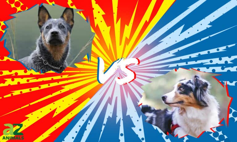 blue heeler vs australian shepherd