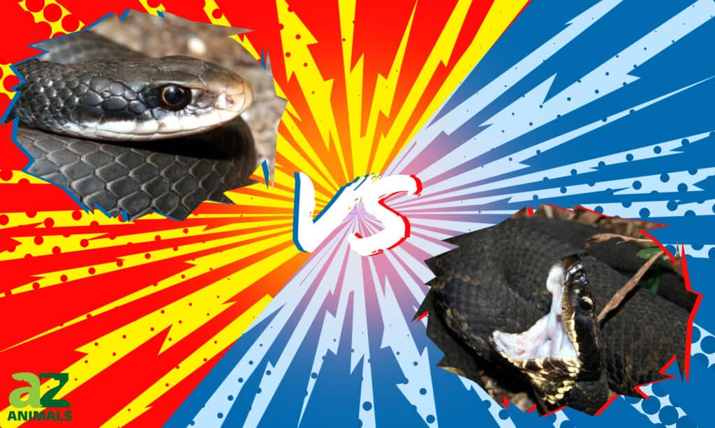 black racer snake vs cottonmouth