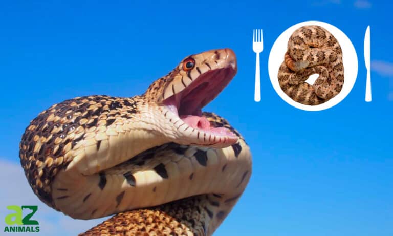 bullsnake eat rattlesnake